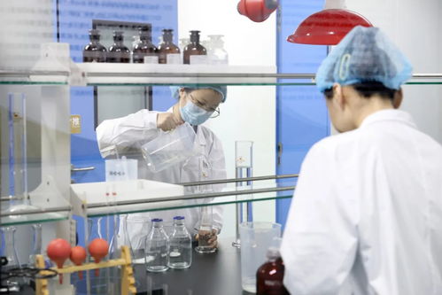 山东人的菊苣百亿电力梦 一株小植物如何点亮科研与经济的未来